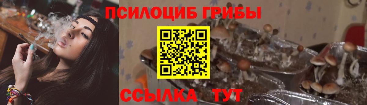 как найти наркотики  Вход с VPN  Псилоцибиновые грибы мицелий  Ефремов  Псилоцибиновые грибы ЛСД 